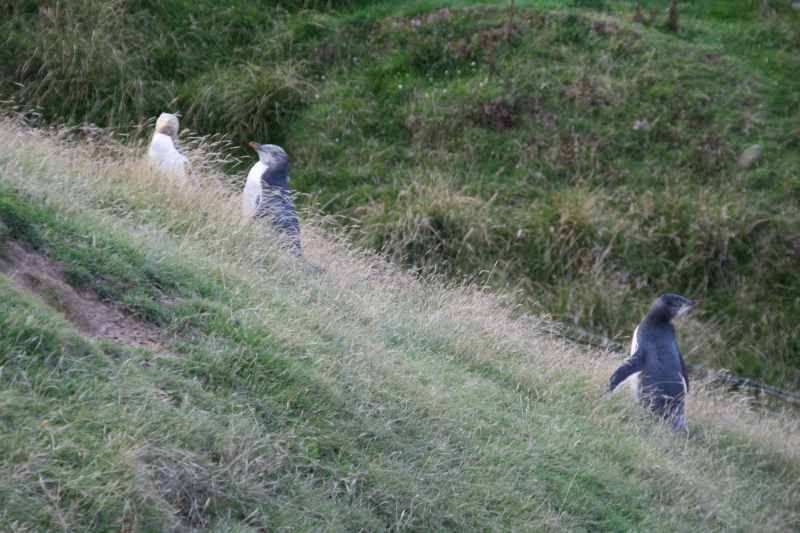 Nieuw-Zeeland 2011 - 2041